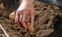 Как посадить картофель и получить хороший урожай
