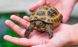 Востребованные и адаптированные разновидности домашней черепахи