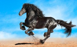 Фризская порода лошадей: внешний вид, содержание, разведение