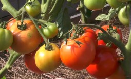 Давно знакомый огородникам томат Дар Заволжья: подробное описание, агротехника, отзывы