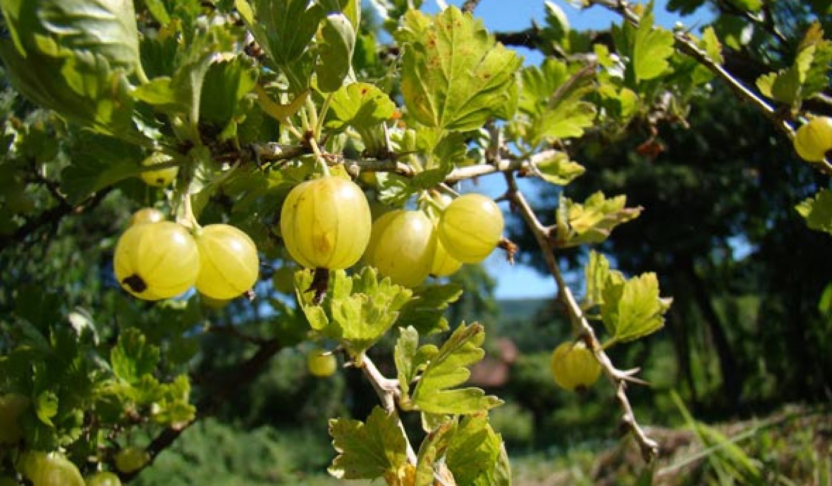 Крыжовник посадка и уход в открытом грунте, фото сортов, выращивание и ...