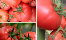 Сорт Мамстон: подробная характеристика высокоурожайного томата