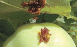 Чем обрабатывать яблоню от плодожорки и как еще с ней бороться
