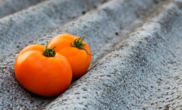 Оранжевый статус — урожайный томат с каротином. Описание, свойства, особенности