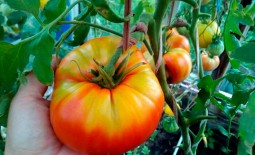 Шапка Мономаха – русский томат. Особенности выращивания культуры, описание плодов