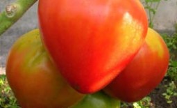 Томат Буденовка: описание сорта и особенности выращивания