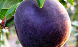 Абрикос гибрид Черный бархат – фиолетовое чудо в вашем саду