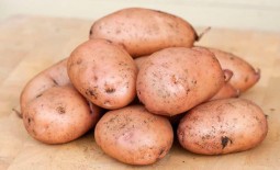 Картофель с минимальными сроками созревания – Жуковский ранний. Основное о культуре