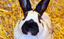 Калифорнийский кролик: заезжий гость из Америки или фаворит российского кролиководства?