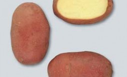 Картофель сорта Ред Скарлет: ранний любимец на вашей гряде