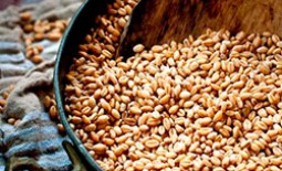 Пшеница как пища для кур. Способы прорастить зерно в домашних условиях