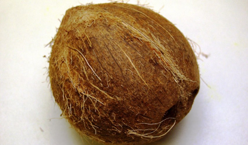 выращивание кокосовой пальмы