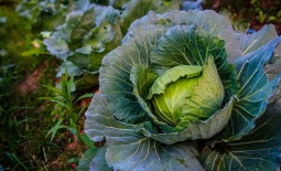 Капуста для любителей свежих салатов – Дитмарская ранняя. Внешний вид, минусы, плюсы, выращивание