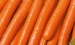 Морковь сорта Витаминная 6 — сладкий продукт с дачной грядки. Описание и характеристики