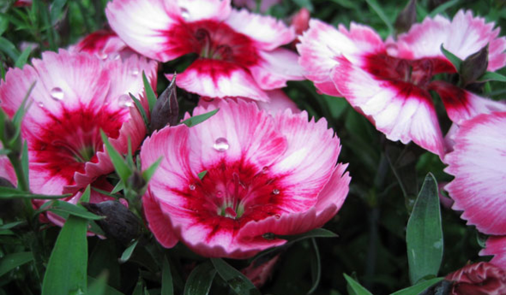 Китайская гвоздика посадка и уход, фото, поведение в ландшафтном ...