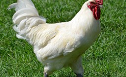 Описание и особенности Бресс Гальской породы кур