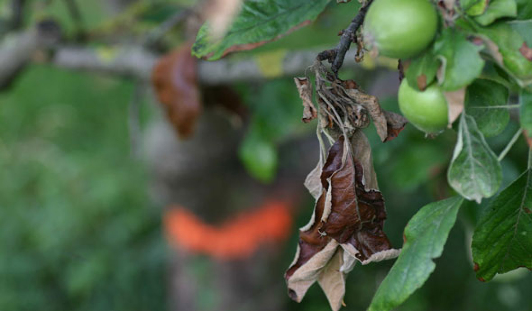 болезни яблони и борьба с ними + фото