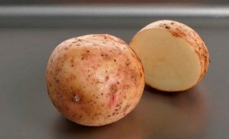 Аврора – урожайный картофель. Описание клубней, правила высадки и ухода, плюсы и отрицательные стороны