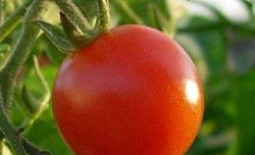 Поэтапная подкормка помидоров в теплице: как удобрять томаты после посадки, в период цветения и плодоношения