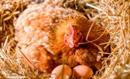 Как посадить курицу на яйца насильно