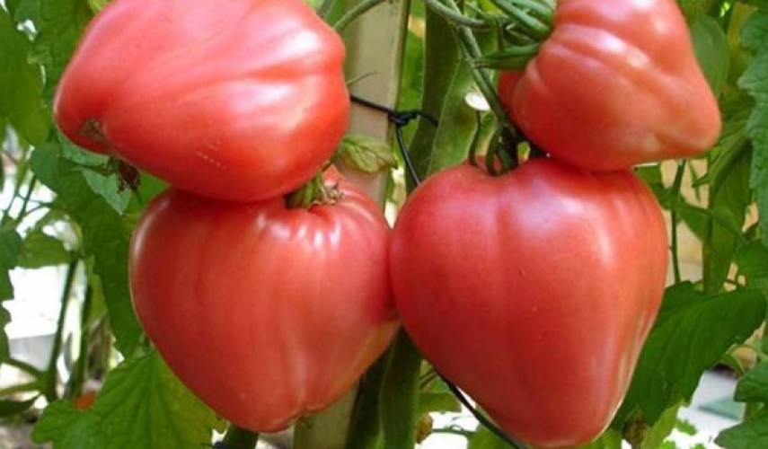Сорт томатов Воловье сердце