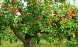 Карликовые породы яблонь. Какие сорта лучше сажать в Подмосковье и других регионах средней полосы России