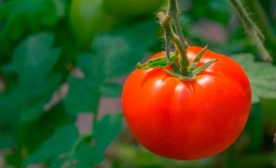 Толстушка: описание и особенности выращивания томата