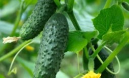Выращивание огурцов в теплице из полкарбоната: подготовка грунта, схема и особенности посадки