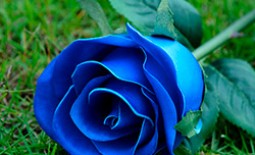 Как получить в домашних условиях синие розы