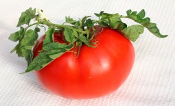 Чудо Сада – выставочный томат сибирской селекции. Описание, особенности выращивания
