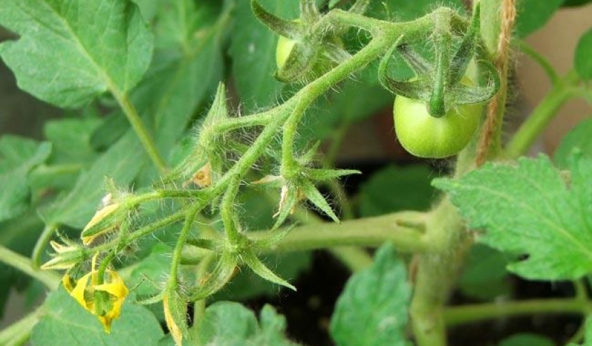 почему не завязываются помидоры в теплице