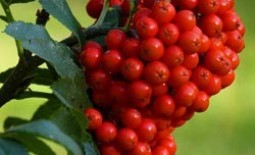 Рябина красная – природный лекарь: целебные свойства ягод, показания и противопоказания к применению в лечебных целях