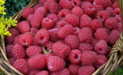 Малина «Новость Кузьмина», или причина любви — во вкусе