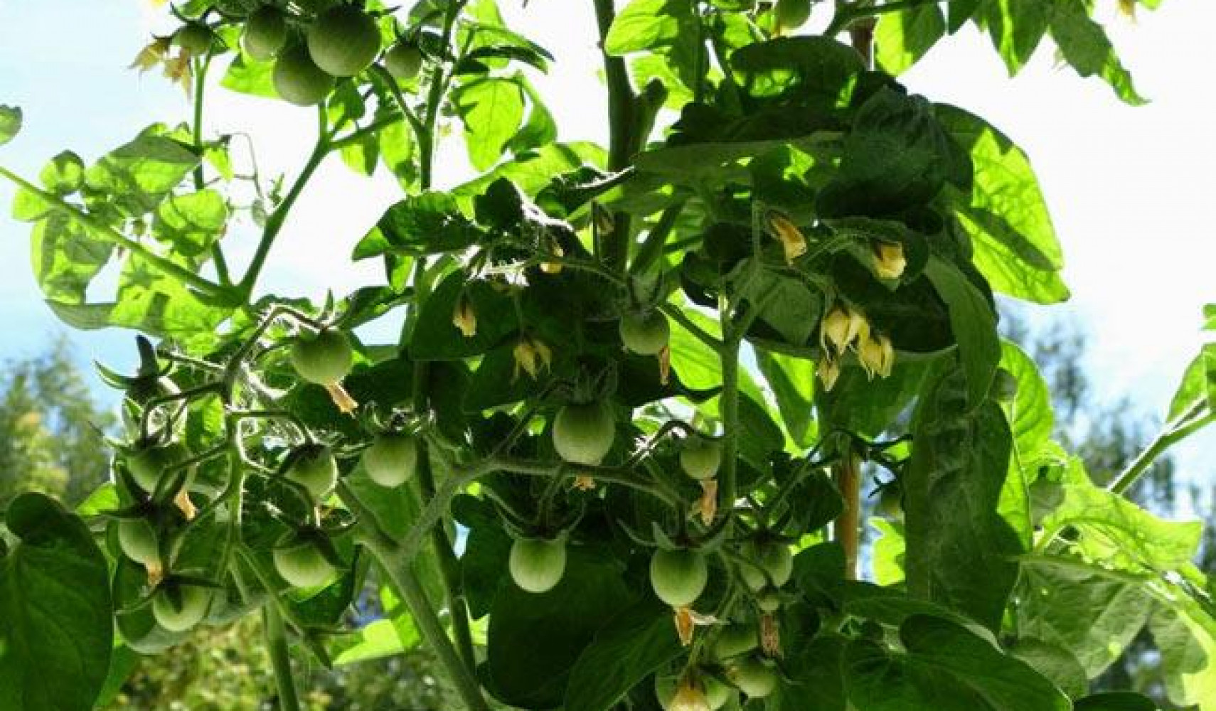 Proč rajčata nesadí ve skleníku?