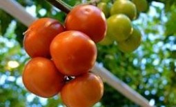 Выращивание томатов в дачной теплице из поликарбоната