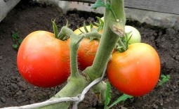Сахарные уста — урожайный томат для консервирования и свежих салатов. Описание, выращивание, отзывы