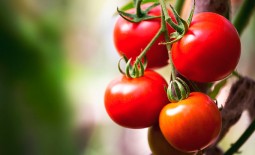 Гибрид Дебютантка: полное описание и рекомендации по уходу за томатом