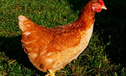 Ломан Браун – высокопродуктивная порода кур для домашнего и промышленного разведения