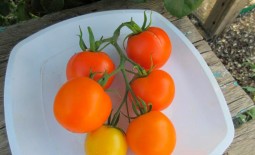 Царская ветка: величественный сорт томата. Описание и отзывы о выращивании