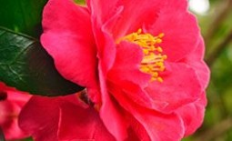 Камелия садовая: чудо на вашем участке, похожее на розу