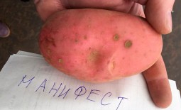 Особенности среднераннего картофеля Манифест