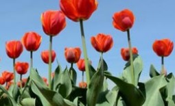 Классификация тюльпанов, их сорта, фото и описание