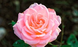 Лучшие сорта розовых роз для садового участка