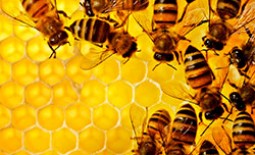 Советы по занятию пчеловодством для начинающих