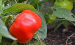 Болгарский перец Красный куб: описание тепличного сорта, агротехника, реальные отзывы