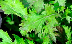 Мизуна – экзотическая японская листовая капуста. Внешний вид растения, правила выращивания, плюсы, минусы