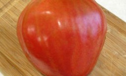 Сорт Орлиный клюв – томат с необычной формой плодов