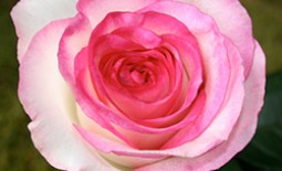 Сладкая жизнь — описание розы Долче Вита, условия выращивания