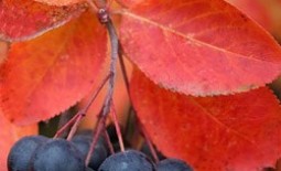 Черноплодная рябина или арония: от посадки до плодоношения