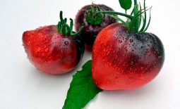 Бравый Сержант Пеппер: оригинальный томат, его описание и отзывы о выращивании